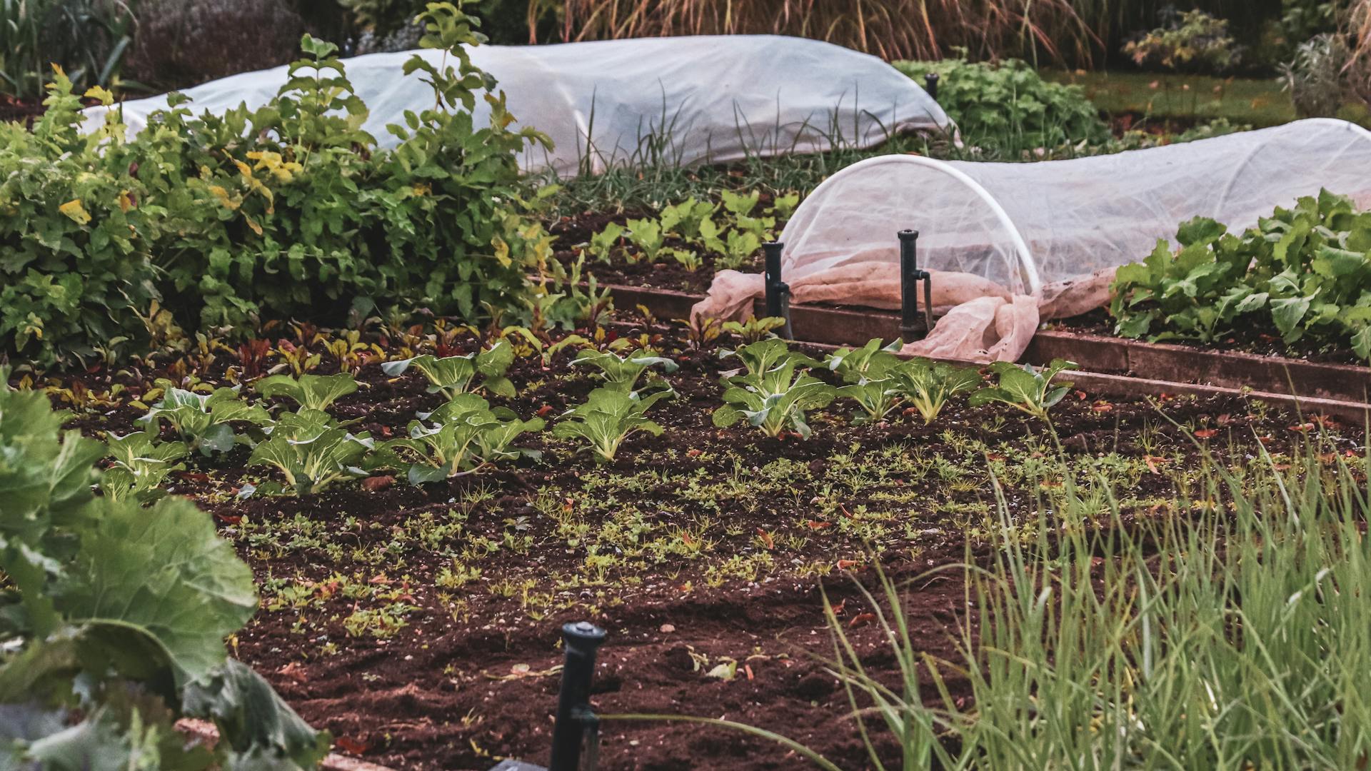 Thriving vegetable garden featuring protective covers and lush plants.