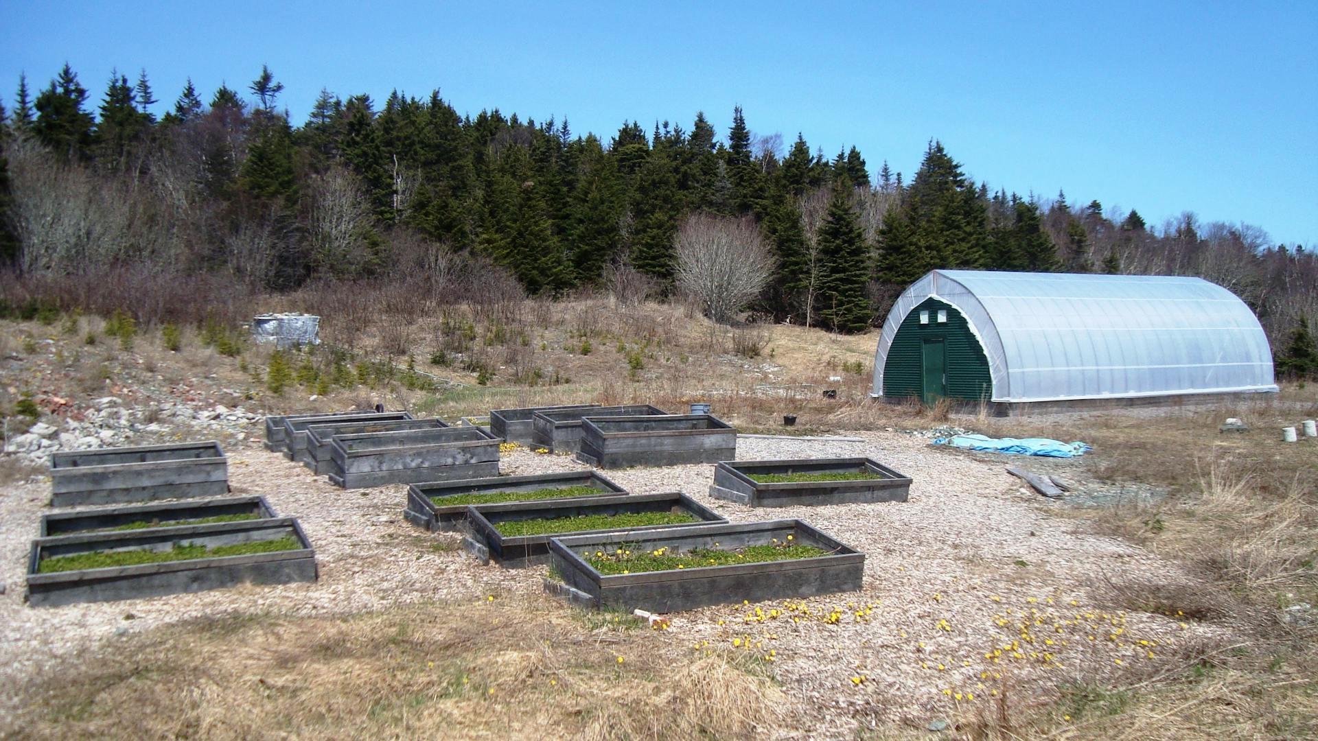 Outdoor garden with raised beds and a polytunnel in a rural setting.