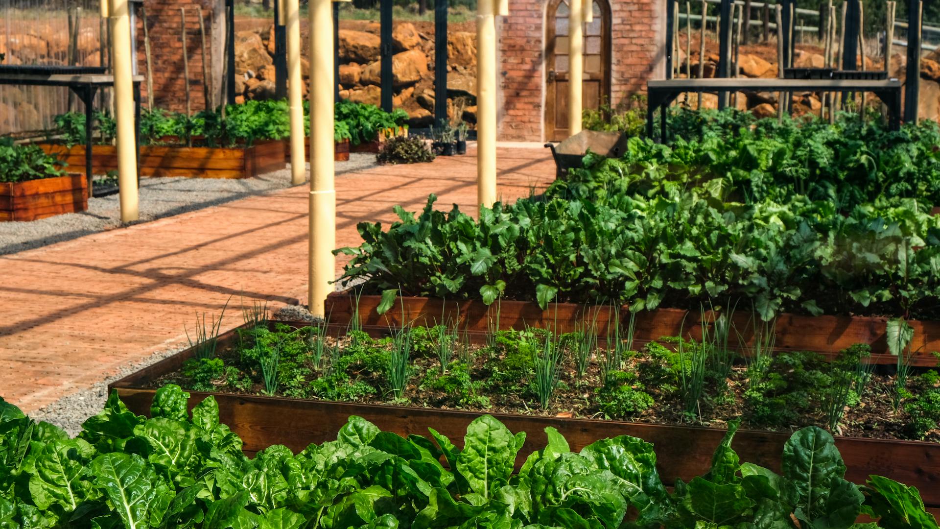 A lush indoor greenhouse filled with vibrant vegetables like lettuce in raised wooden garden beds.