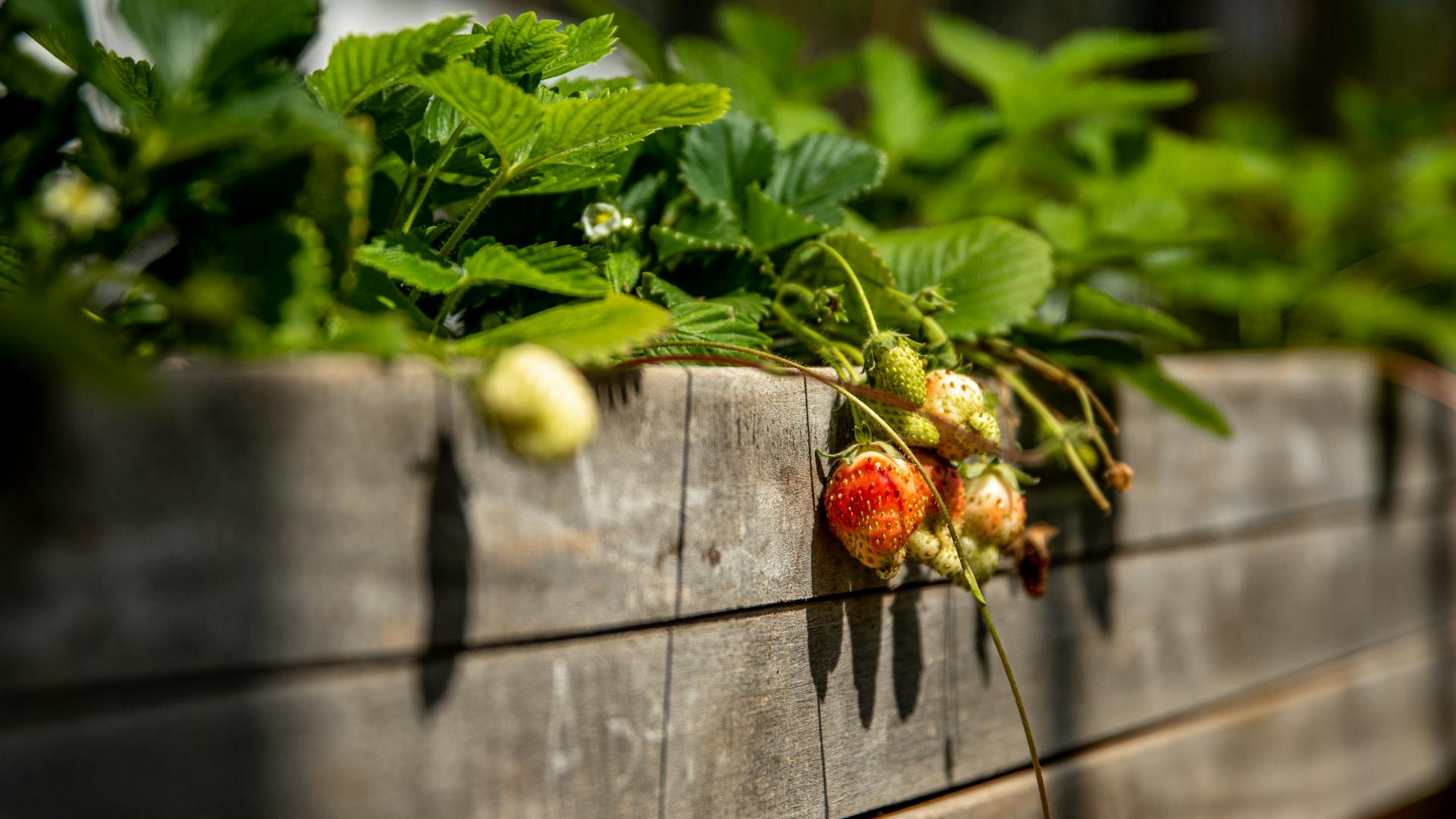 Close-up of unripe strawberries hanging over a wooden garden bed in sunlight.