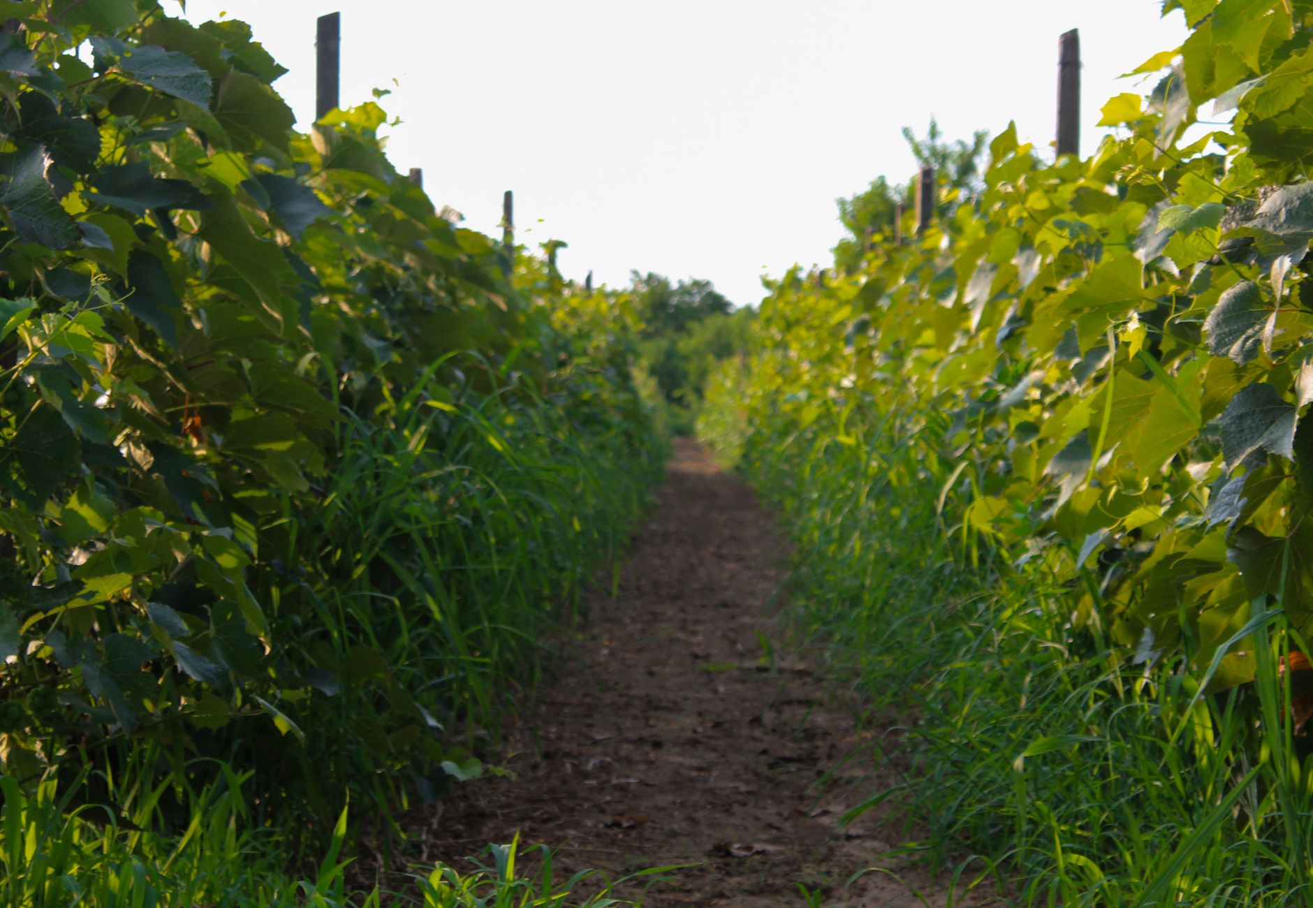 A serene dirt path flanked by vibrant grapevines in a lush vineyard, ideal for agricultural themes.