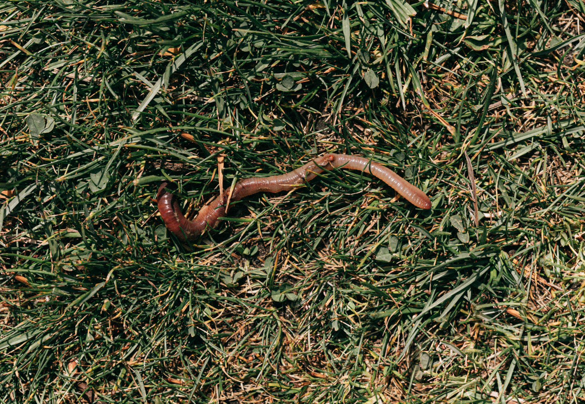 From above of earthworm crawling on field ground covered with green grass during summer day in nature
