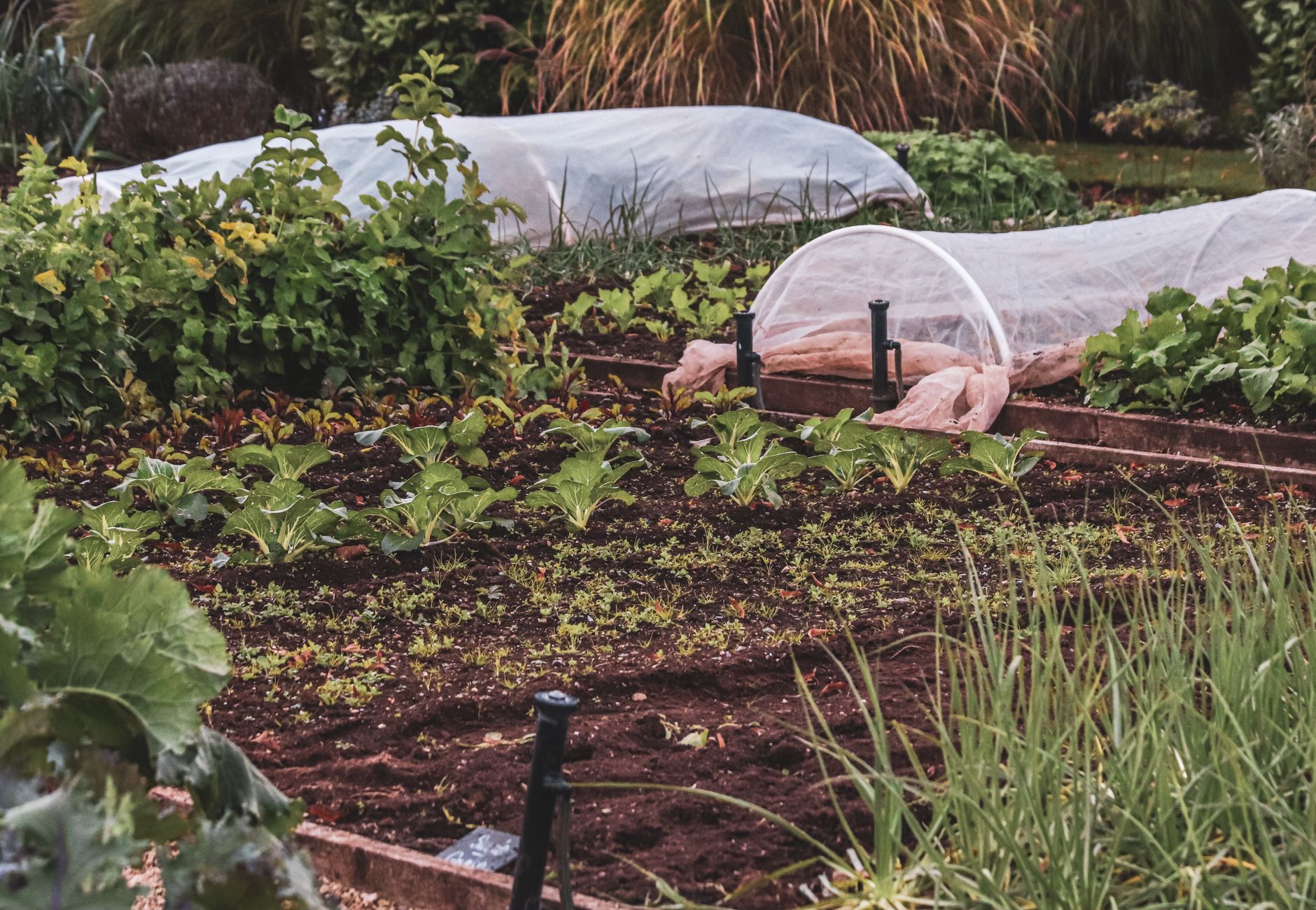 Thriving vegetable garden featuring protective covers and lush plants.