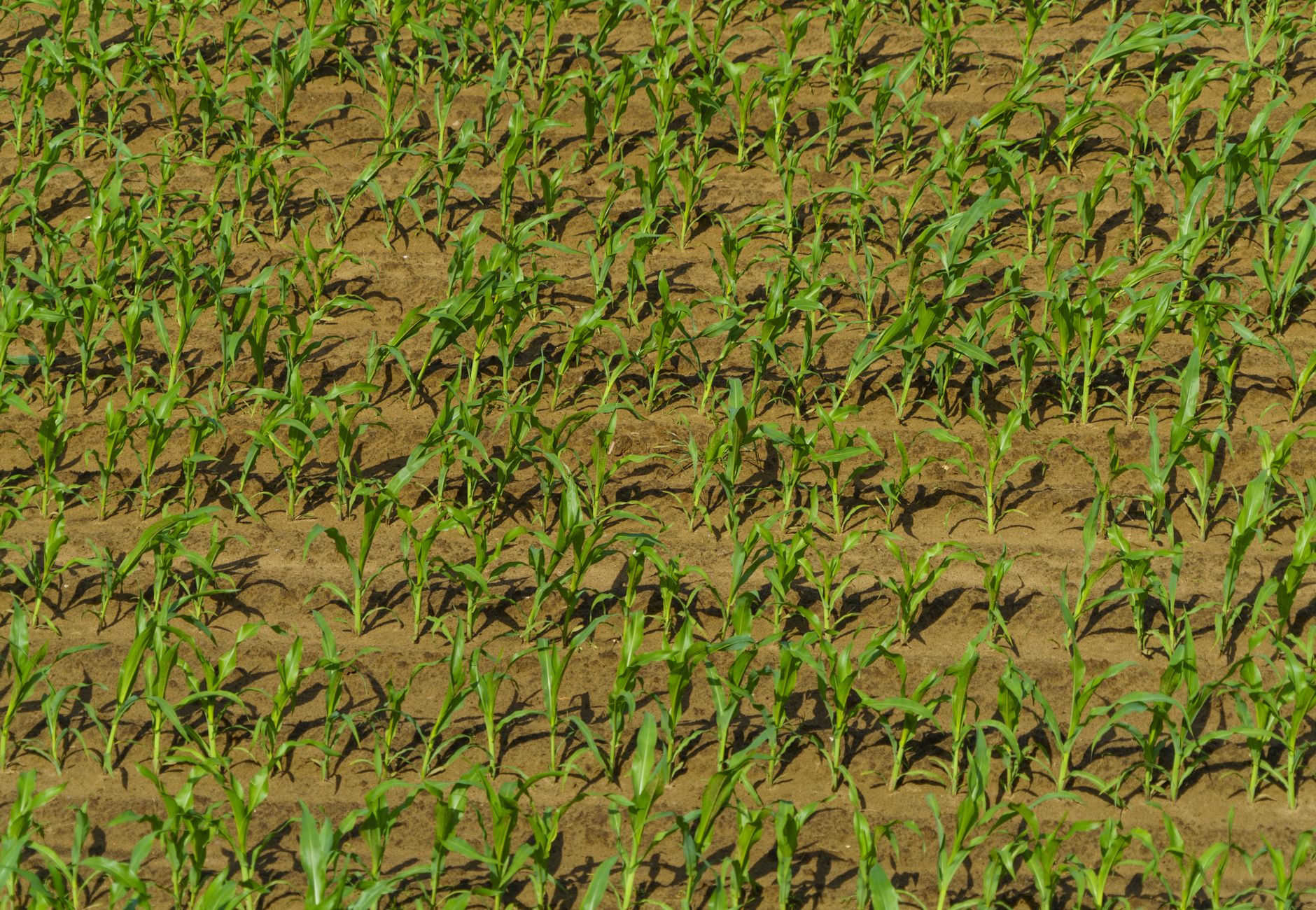 Corn seedlings growing in neat rows on a sunny Dutch farm field, ideal for crop cultivation.