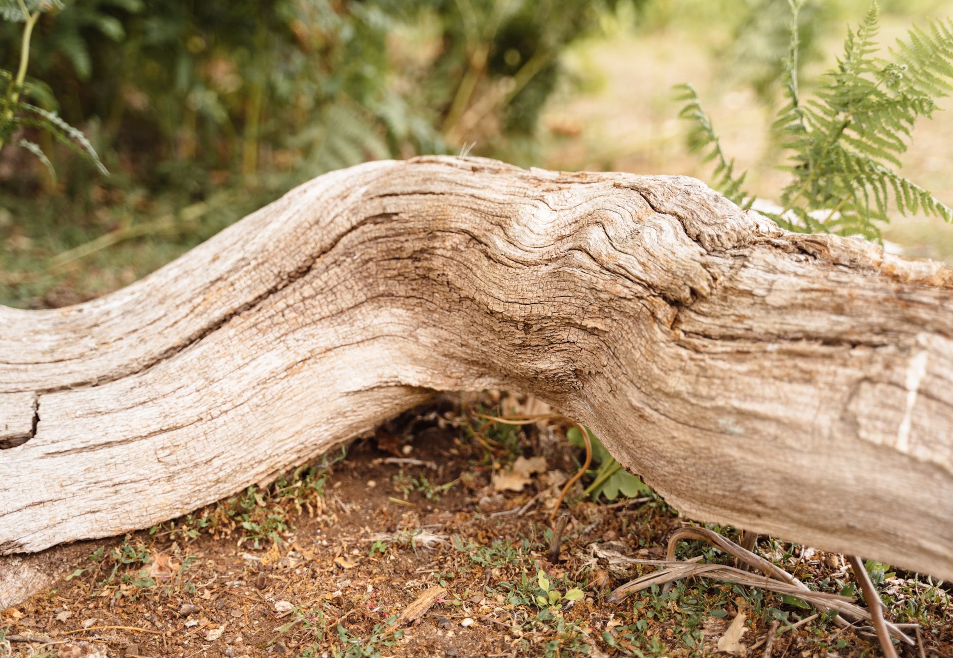 Dry thick beam placed on ground in wild forest with green plants on blurred background in nature on summer day