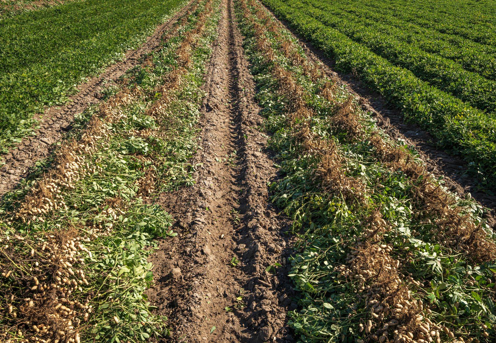 Rows of freshly harvested peanuts in a vibrant green agricultural field during the day.
