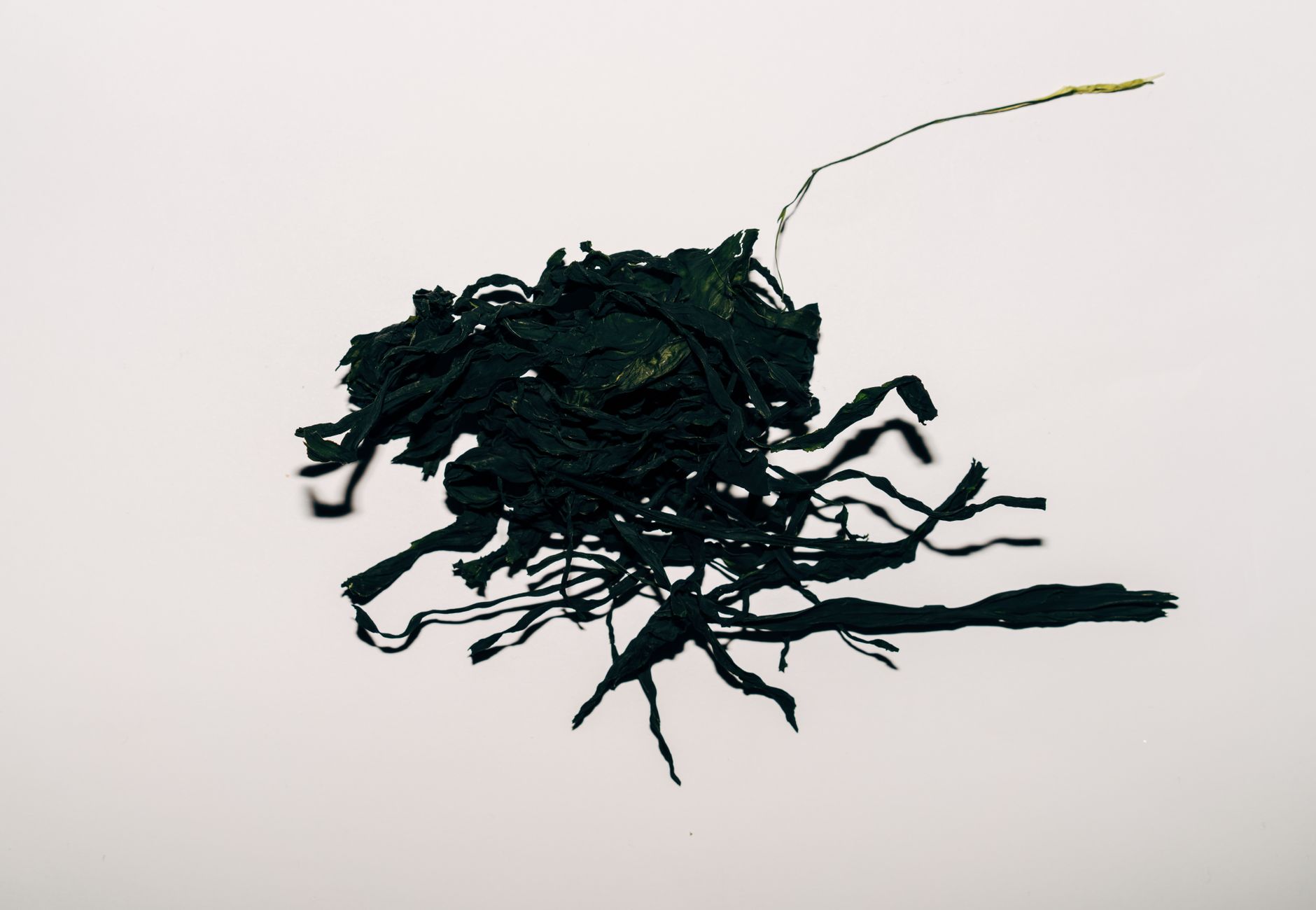 A high-angle shot of dried seaweed, showcasing its texture against a flat white background.