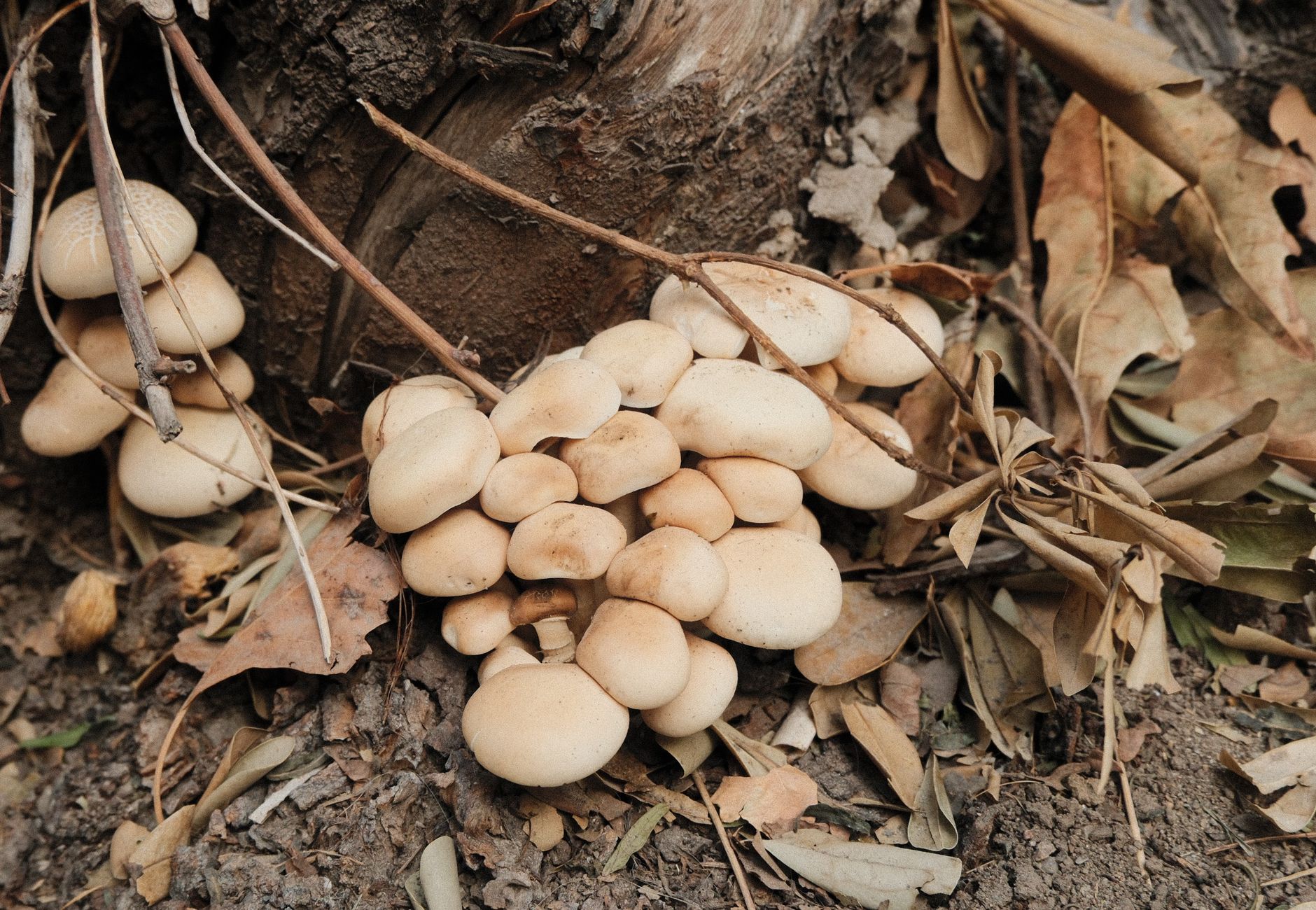 A group of wild mushrooms growing amidst fallen leaves and twigs on a forest floor.