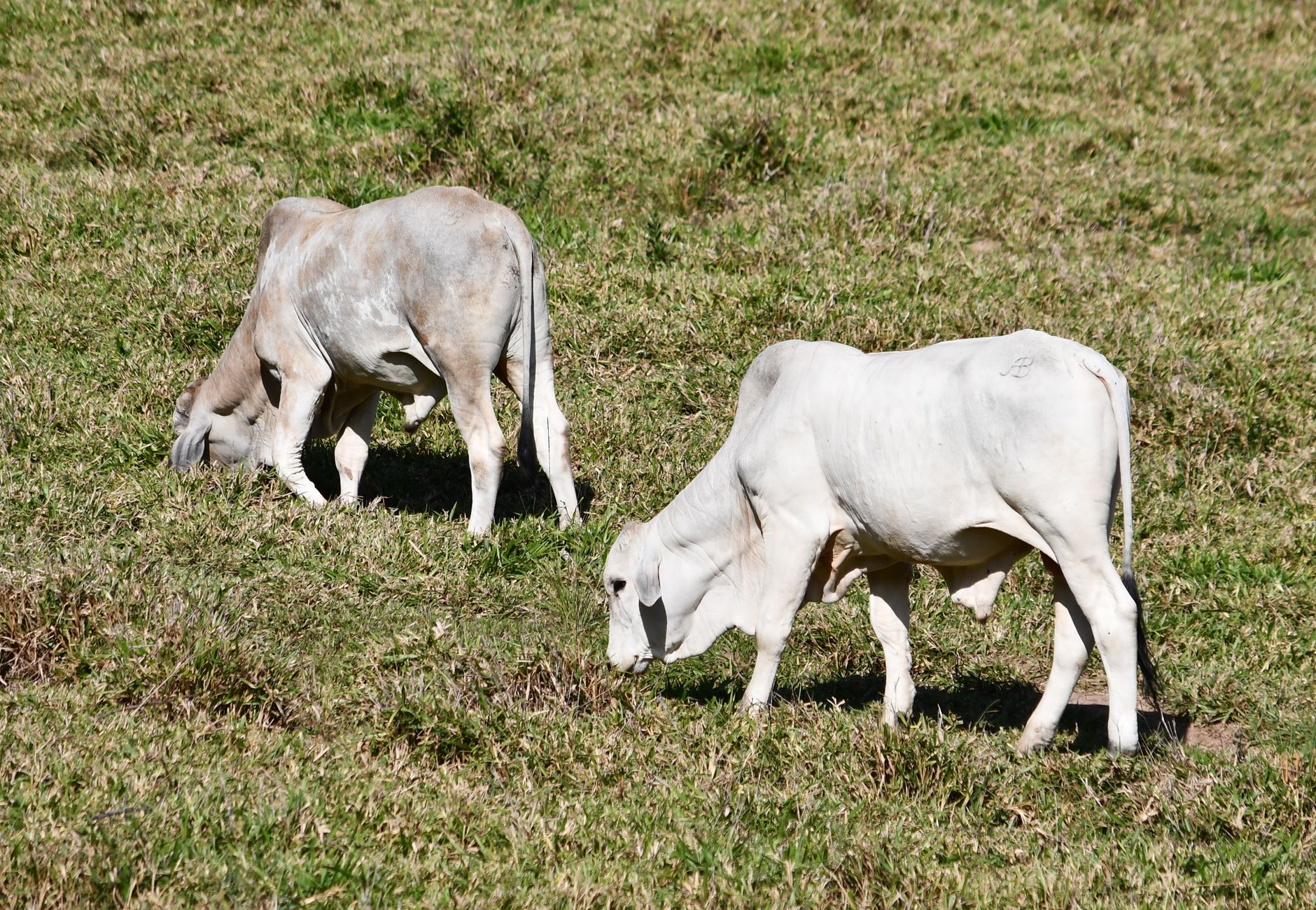 Two Brahman cows graze in a sunlit, grassy field, epitomizing rural life.