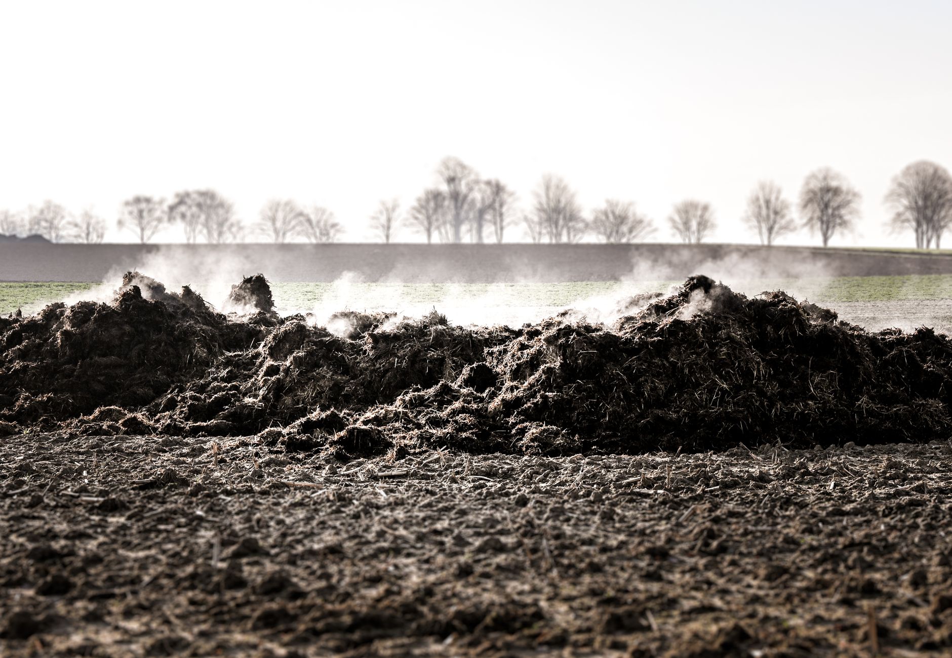 Steaming manure pile on a winter day in Sittard, Limburg.