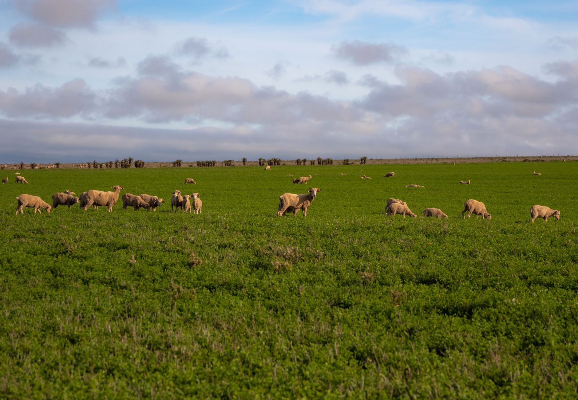 A herd of sheep grazing on a green pasture under a clear blue sky, embodying rural tranquility.