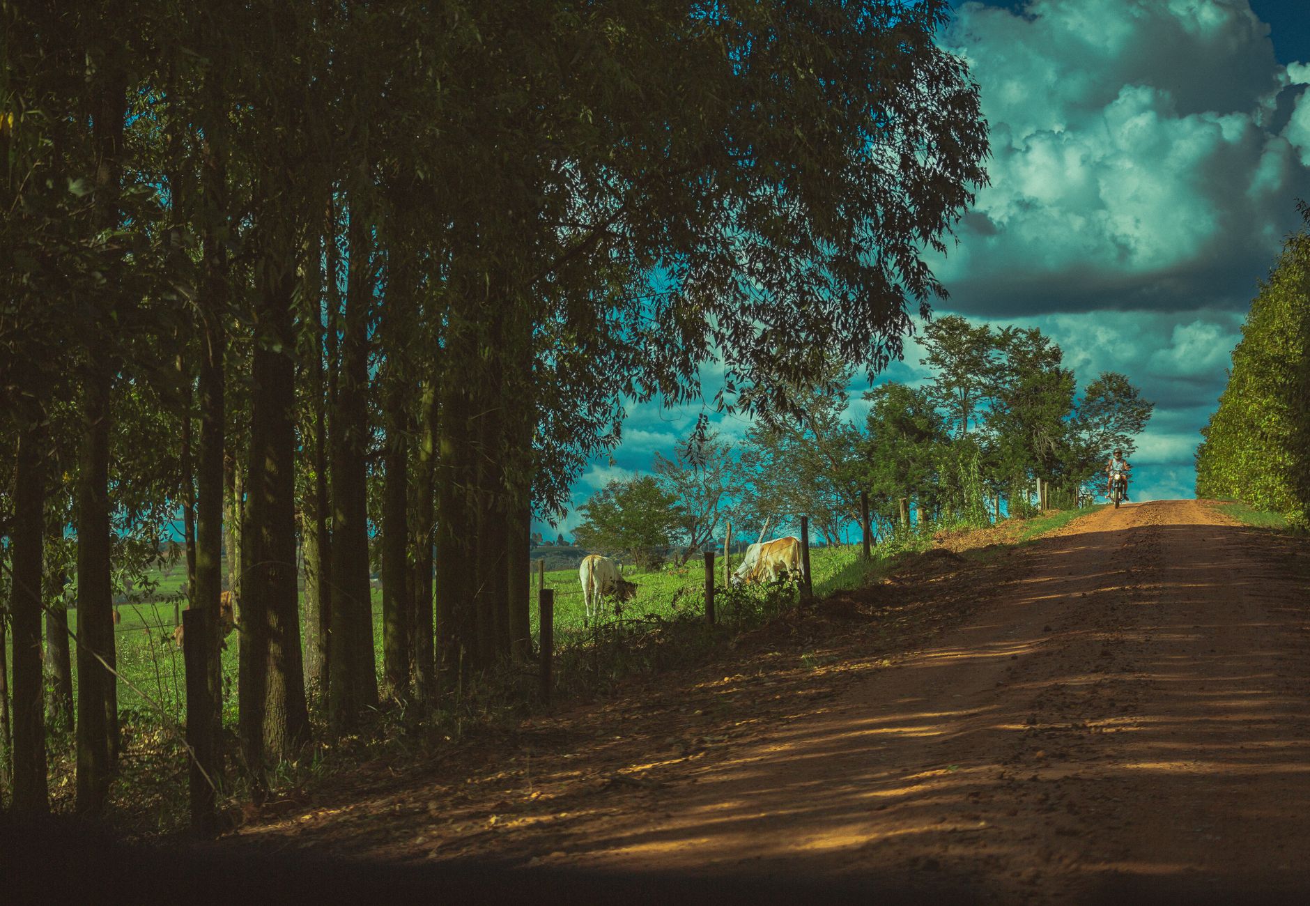 Sandy road going near trees and grassy field with grazing cows in countryside in sunny day