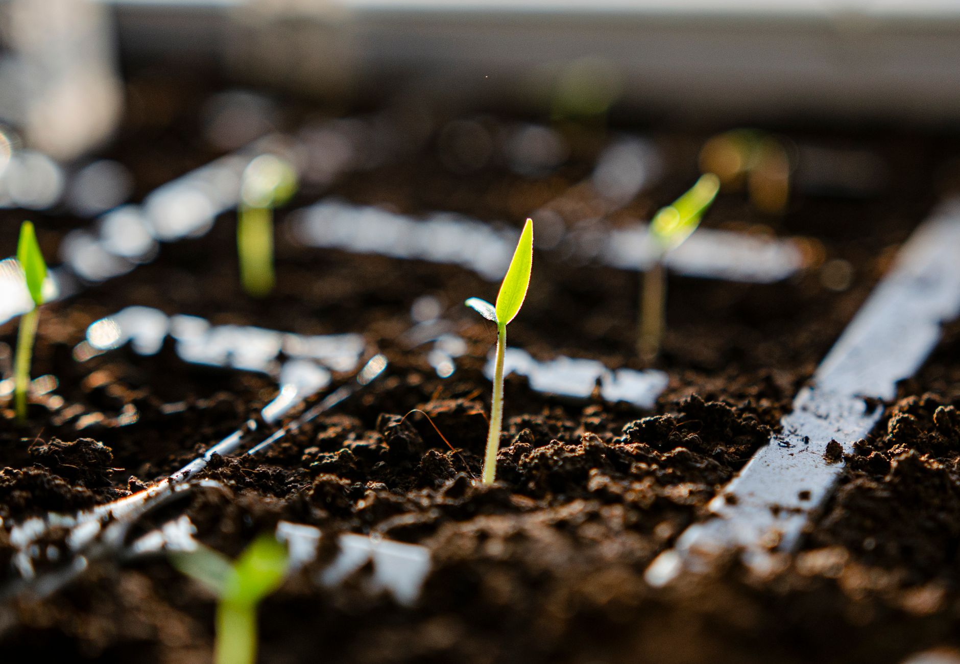 Vibrant green plant seedlings sprouting in moist soil, signaling new growth and spring.