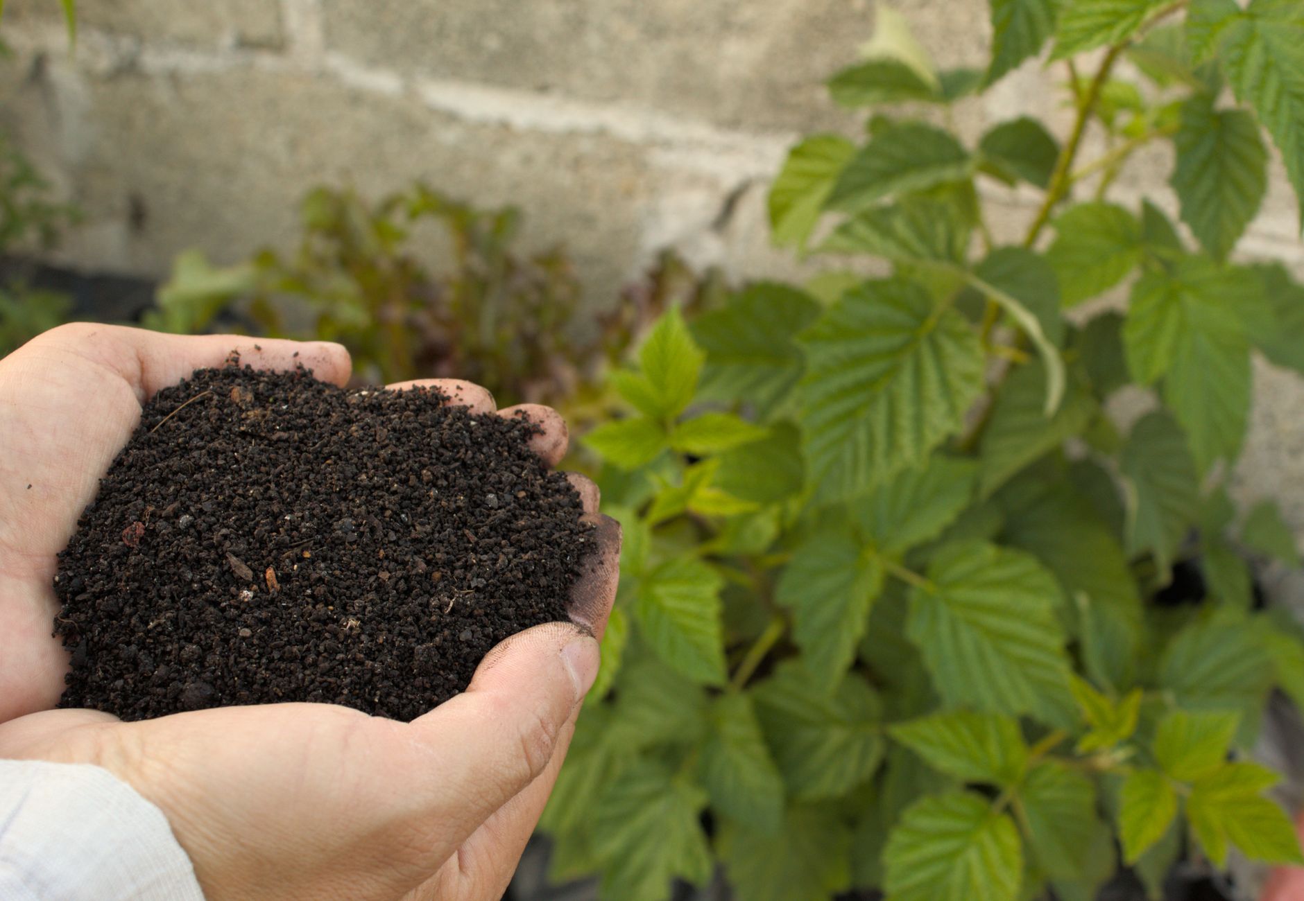 Close-up of hands holding nutrient-rich compost beside lush green plant in a garden.