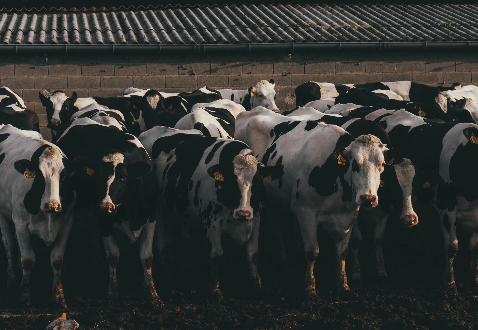 Group of Holstein cows standing closely in a rural farm environment with rustic backdrop.